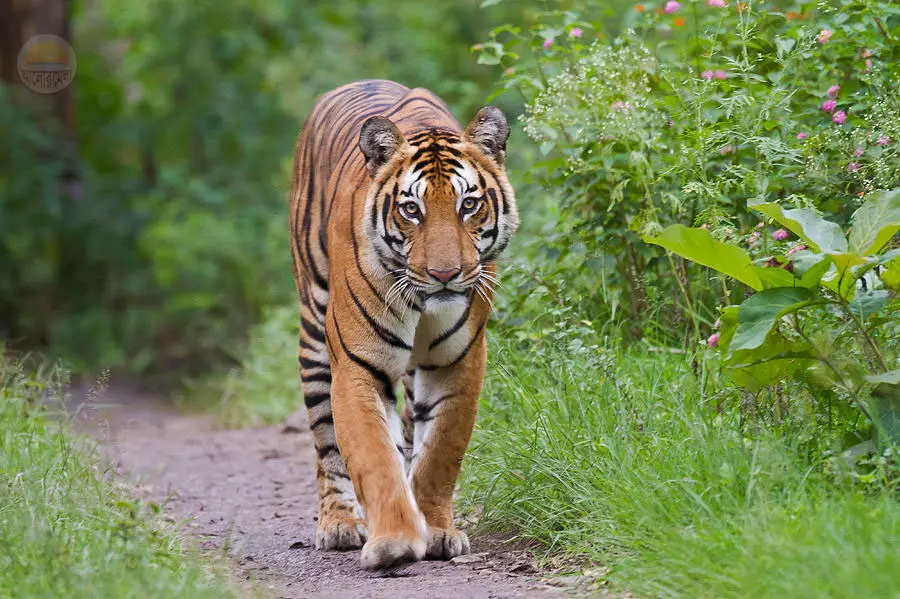 Royal Bengal Tiger Bangladesh