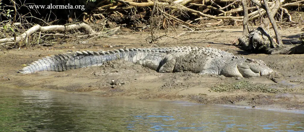crocodile of sundarban