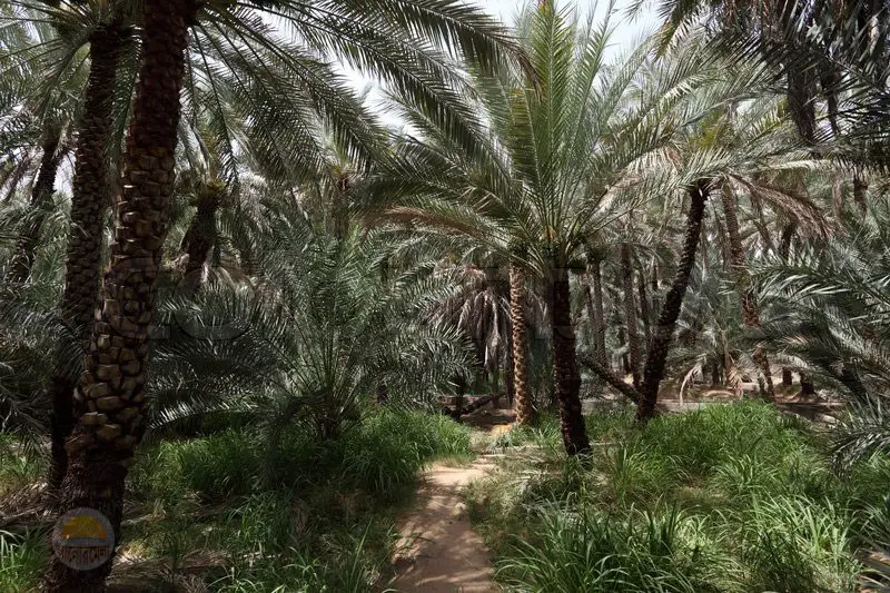 date palm trees